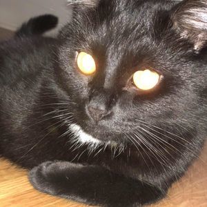 Meet your Posher, Maxwell